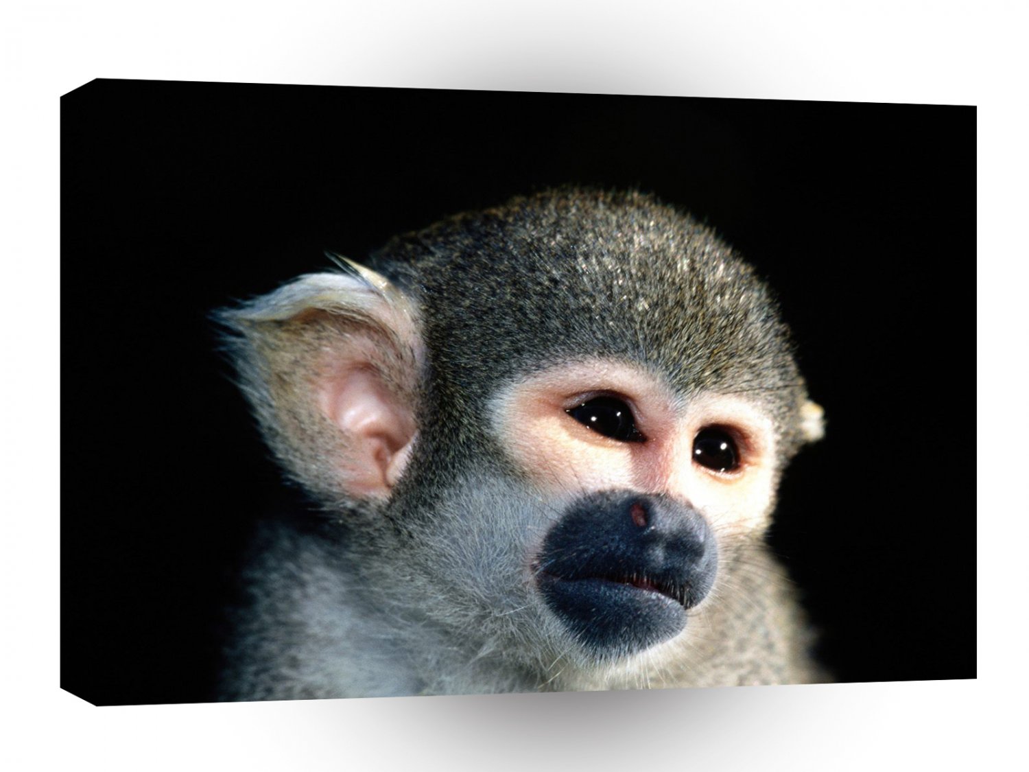 Monkey What A Cutie Squirrel A1 Xlarge Canvas