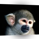 Monkey What A Cutie Squirrel A1 Xlarge Canvas