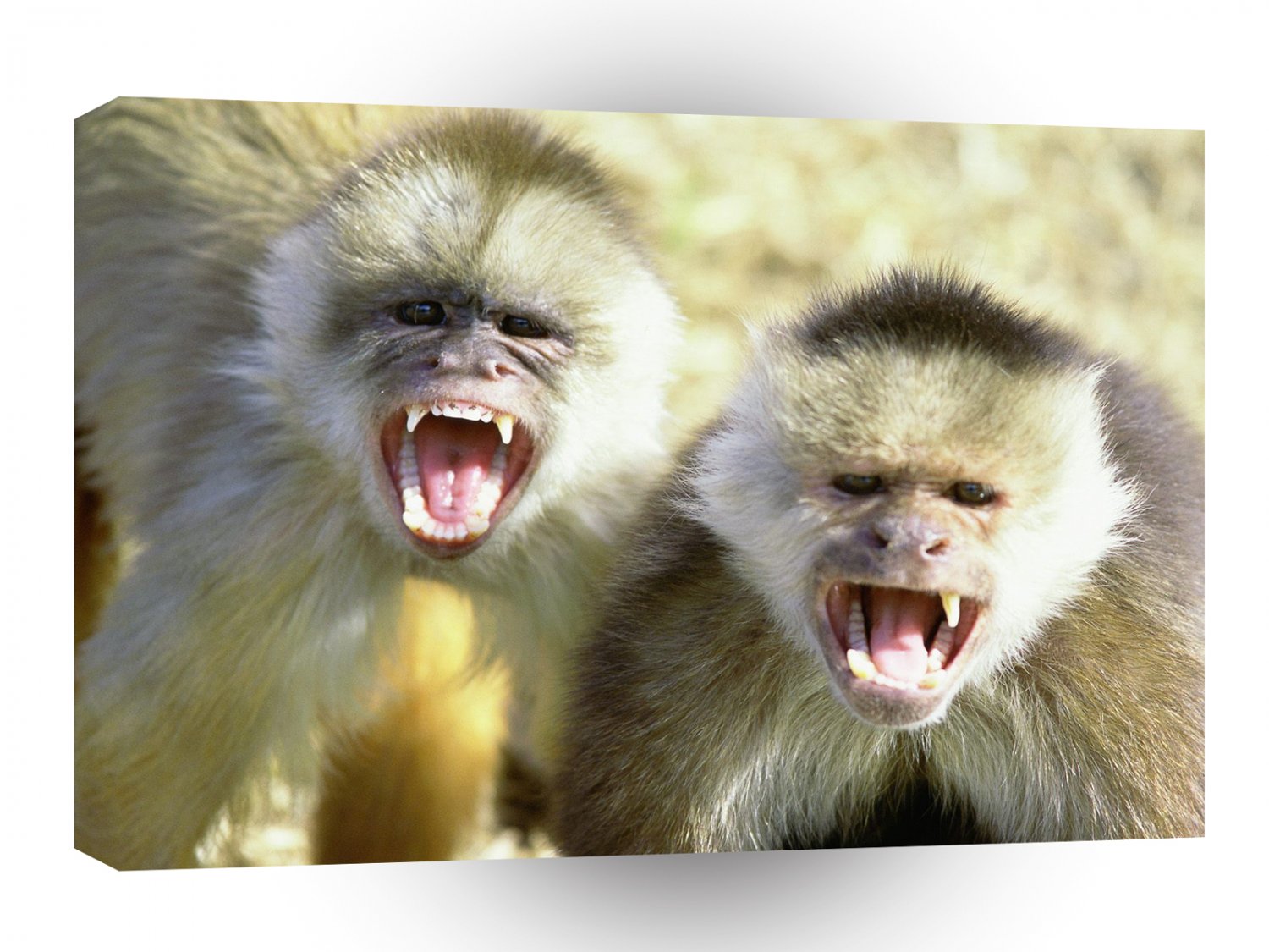 Monkey White Fronted Capuchin Columbia A1 Xlarge Canvas