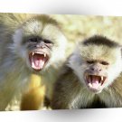 Monkey White Fronted Capuchin Columbia A1 Xlarge Canvas