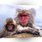Monkeys Snow Chilly Japanese A1 Xlarge Canvas