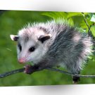 Opossum Baby Virginia A1 Xlarge Canvas