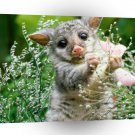 Opossum Bush Tail A1 Xlarge Canvas