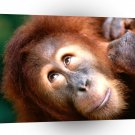 Orangutan Angelic Face Sumatran A1 Xlarge Canvas