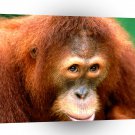 Orangutan Being Coy Sumartran A1 Xlarge Canvas