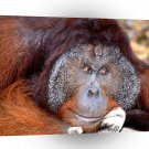 Orangutan Daydreaming Bornean A1 Xlarge Canvas