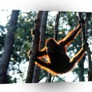 Orangutan Hang Time Bornean A1 Xlarge Canvas