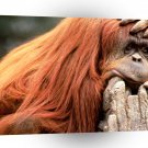 Orangutan I Feel Lonley A1 Xlarge Canvas