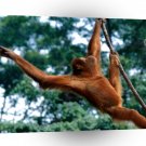 Orangutan Just Hanging Out Sumatran A1 Xlarge Canvas