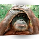 Orangutan Look Whos Dumb A1 Xlarge Canvas