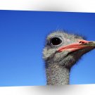 Ostrich Heads Up African A1 Xlarge Canvas