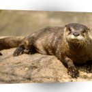 Otter Have A Rest Nashville Tennessee A1 Xlarge Canvas