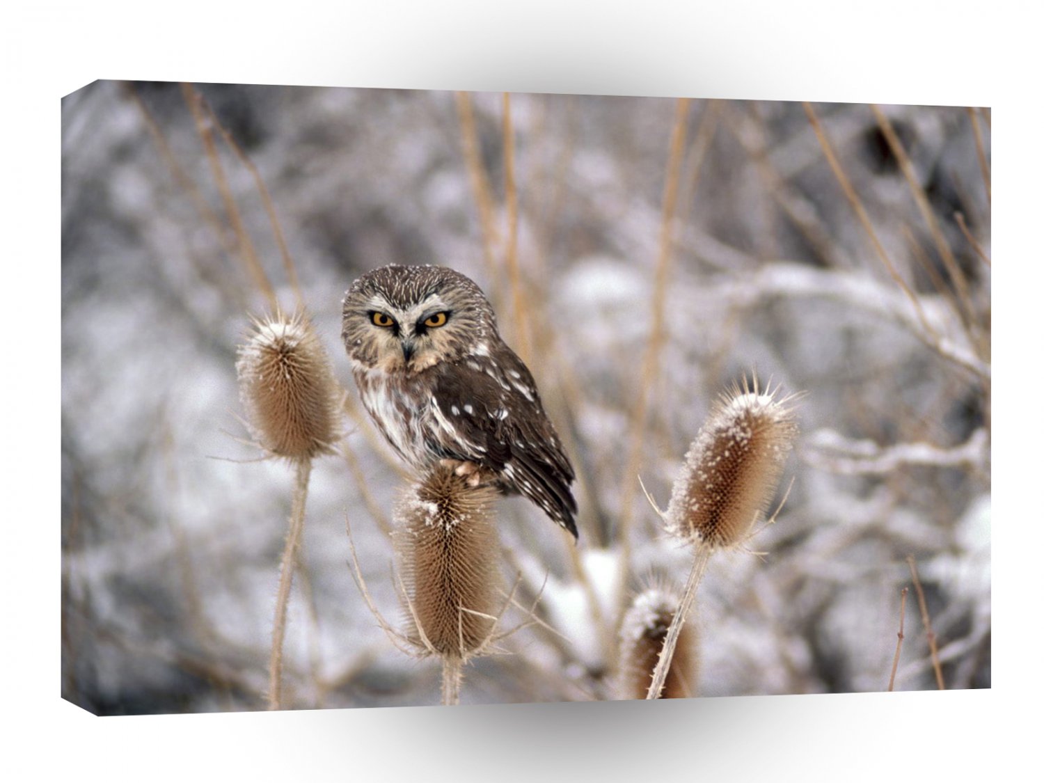 Owl A Perfect Perch A1 Xlarge Canvas