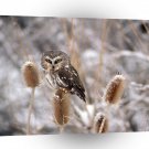 Owl A Perfect Perch A1 Xlarge Canvas