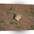 Owl Burrowing Santa Cruz A1 Xlarge Canvas