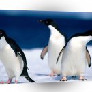 Owl Directions Adelie Penguins A1 Xlarge Canvas