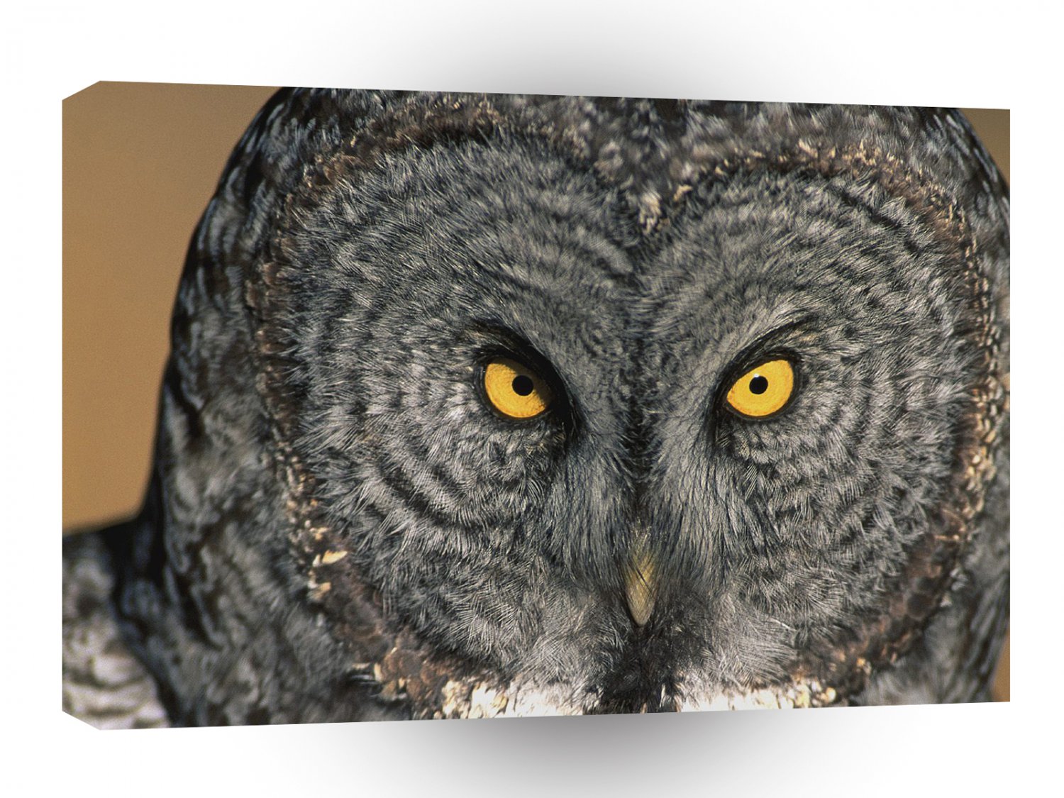 Owl Eye Have It Great Grey A1 Xlarge Canvas