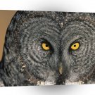 Owl Eye Have It Great Grey A1 Xlarge Canvas