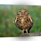 Owl Eye Of Wisdom Burrowing A1 Xlarge Canvas