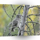 Owl Great Grey Grand Teton Wyoming A1 Xlarge Canvas