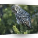 Owl Great Grey Wyoming A1 Xlarge Canvas
