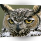 Owl Great Horned Denali National Park A1 Xlarge Canvas
