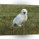 Owl Male Snowy Alaska A1 Xlarge Canvas