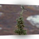 Owl Northern Hawk Alaska A1 Xlarge Canvas