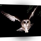 Owl Saw Whet A1 Xlarge Canvas
