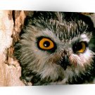 Owl Saw Whet Pennsylvania A1 Xlarge Canvas