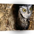 Owl Screech Southern Texas A1 Xlarge Canvas