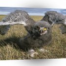 Owl Snowy Alaska A1 Xlarge Canvas