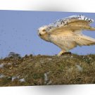 Owl Snowy Arctic Alaska A1 Xlarge Canvas
