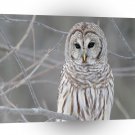 Owl Snowy Perch A1 Xlarge Canvas