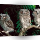 Owl Trio Of Screech Pennsylvania A1 Xlarge Canvas