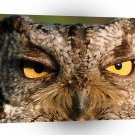Owl Western Screech Montana A1 Xlarge Canvas