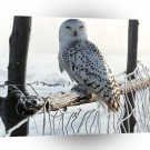 Owl White Winter Rocky Mountains A1 Xlarge Canvas