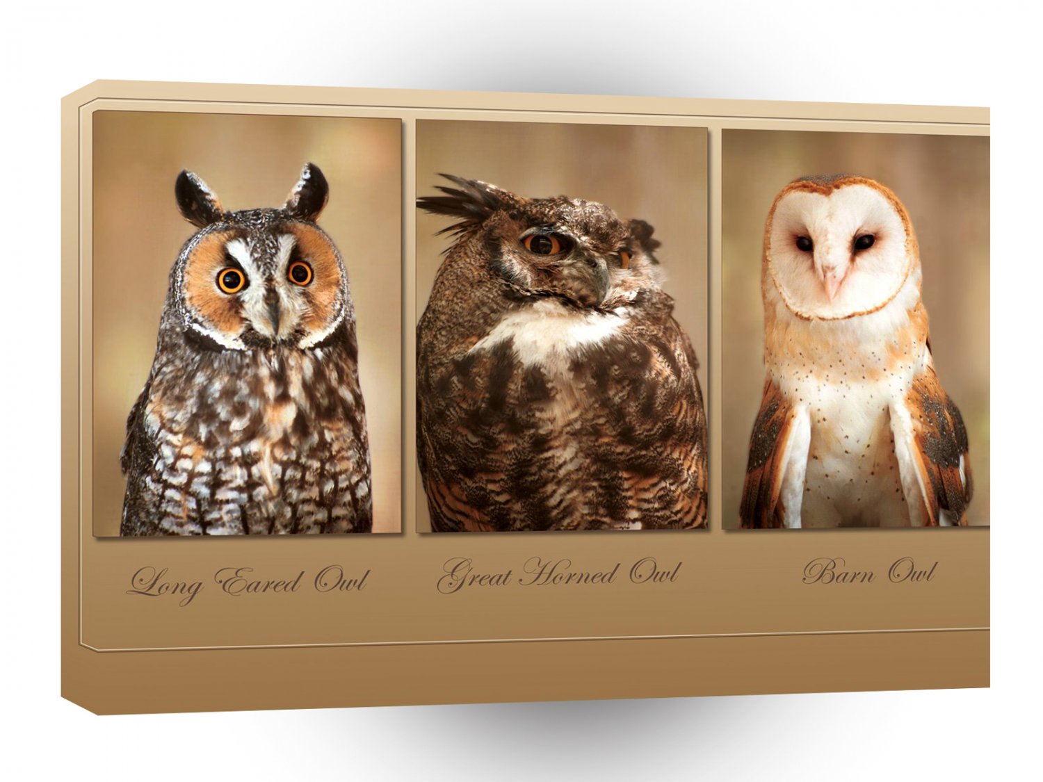 Owl Wise Guys A1 Xlarge Canvas