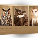 Owl Wise Guys A1 Xlarge Canvas