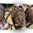 Owl Wise Ones Great Horned A1 Xlarge Canvas
