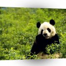 Panda Giant China A1 Xlarge Canvas