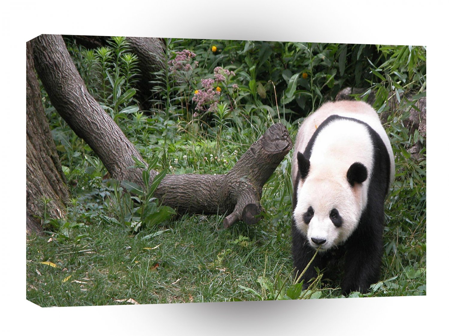 Panda Lone Feeding A1 Xlarge Canvas