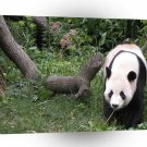 Panda Lone Feeding A1 Xlarge Canvas