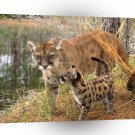 Panther Caring Watchful Eyes Florida A1 Xlarge Canvas
