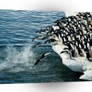 Penguin Adelie Antarctic A1 Xlarge Canvas