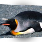 Penguin Belly Slide King A1 Xlarge Canvas
