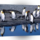 Penguin Copies King A1 Xlarge Canvas