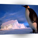 Penguin Emperor Antarctica A1 Xlarge Canvas
