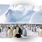 Penguin Emperor Sea Antarctica A1 Xlarge Canvas
