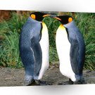 Penguin Getting All The Gossip King A1 Xlarge Canvas